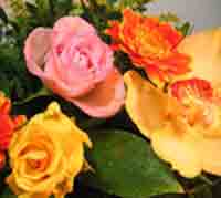 img-dx
