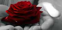 img-dx