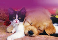 img-dx