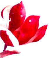img-dx