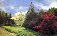 img-dx