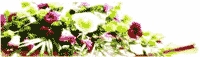 img-dx