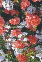 img-dx