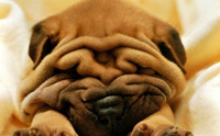img-dx