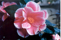 img-dx