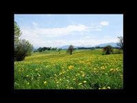 img-dx
