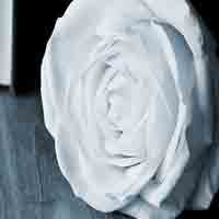 img-dx
