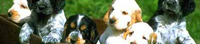img-dx