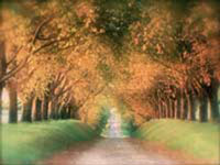 img-dx