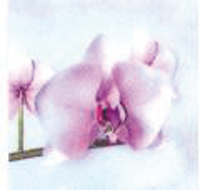 img-dx