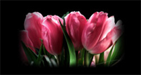 img-dx