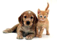 img-dx