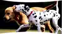 img-dx