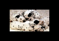 img-dx