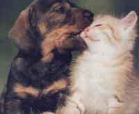 img-dx