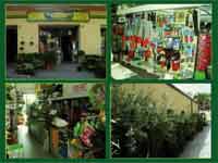 img-dx