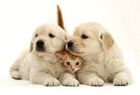 img-dx