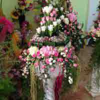 img-dx