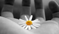 img-dx
