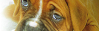 img-dx