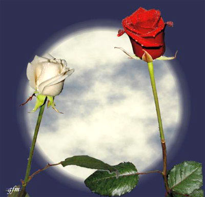 img-dx