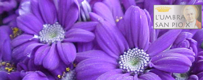 img-dx