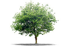 Alberi