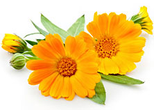 Fiori