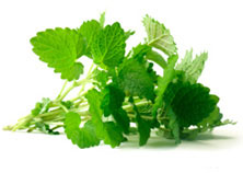 Piante aromatiche