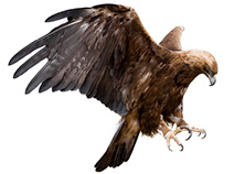 Uccelli rapaci